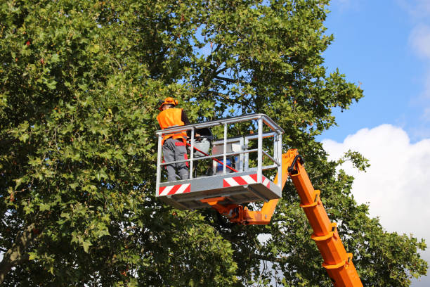 Professional  Tree Services in Nixon, TX